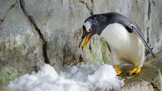 Making it snow for our penguin colony! screenshot 4