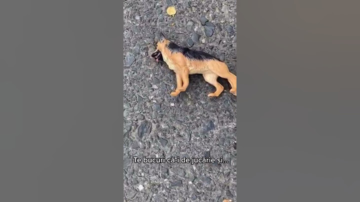 Așa câini fără stăpân să tot găsesc...#dog #dogs #adoptdontshop #tudorestischimbarea #shorts