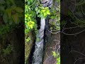 Nature 💓 environment #shortvideo #nature #water #vibe #insrilanka