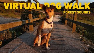 Dog TV for Dogs 🌲 Virtual Dog Walk in the Forest to Watch 🐕 Relaxing Music for Dogs