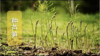 【种芦笋】40•种植\/芦笋种一次吃20年，你一定也想种！聊聊该从种子开始还是从花冠开始种植？怎么种植？