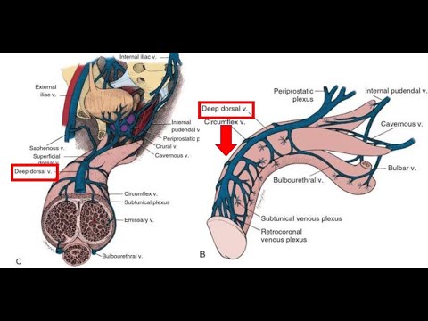 Video: Anatomia, Funzione E Diagramma Dell'arteria Dorsale Profonda Del Pene - Body Maps