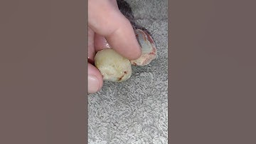 Australian Coober Pedy Rough Opalized Shell Fossils, CP Shell-0211-5