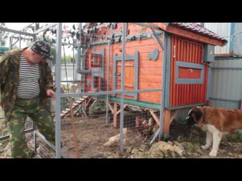 Как отучить петуха нападать на людей.