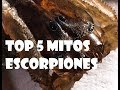 Mitos de los Escorpiones mexico Top 5