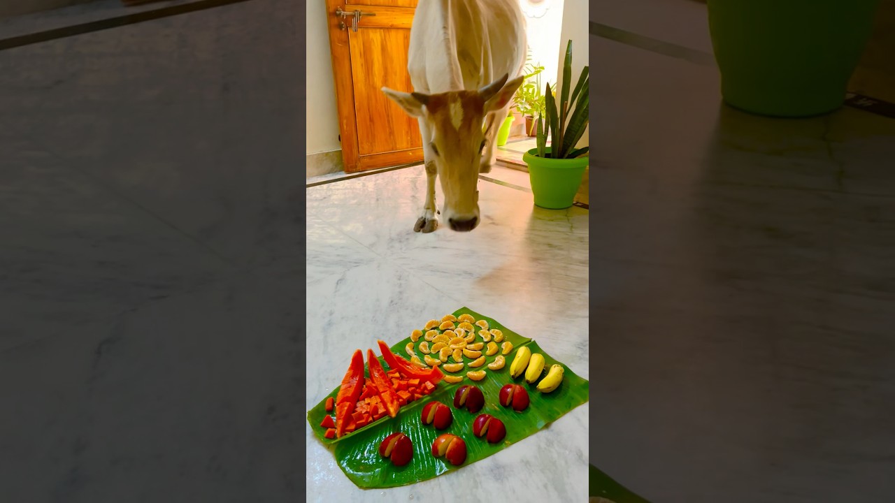 Gau Mata Ki Seva May Fruits🍎😀 Gauseva 