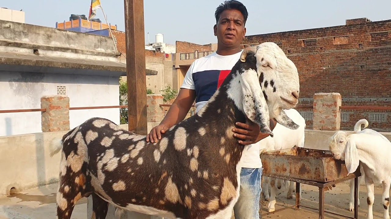 Best Aur Shandhaar Goats Of Jaipur | Nazim Bhai Goats.