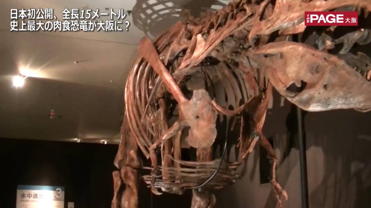 日本初公開 全長15メートル史上最大の肉食恐竜が大阪に? - YouTube