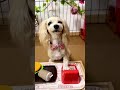 【犬のハンバーガー🍔ショップ】スマイルもいかがですかぁ？#shorts #犬 #ペット