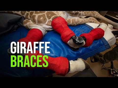 3-month-old Giraffe Thrives Following Orthotic Leg Brace Treatment at the San Diego Safari Park