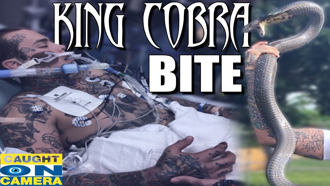 tattoos snack King Cobra Bite! CAUGHT ON CAMERA!