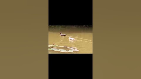 #Fulvous Whistling duck #paththaya #birds #shorts #animals #nature #naturelovers #naturephotography