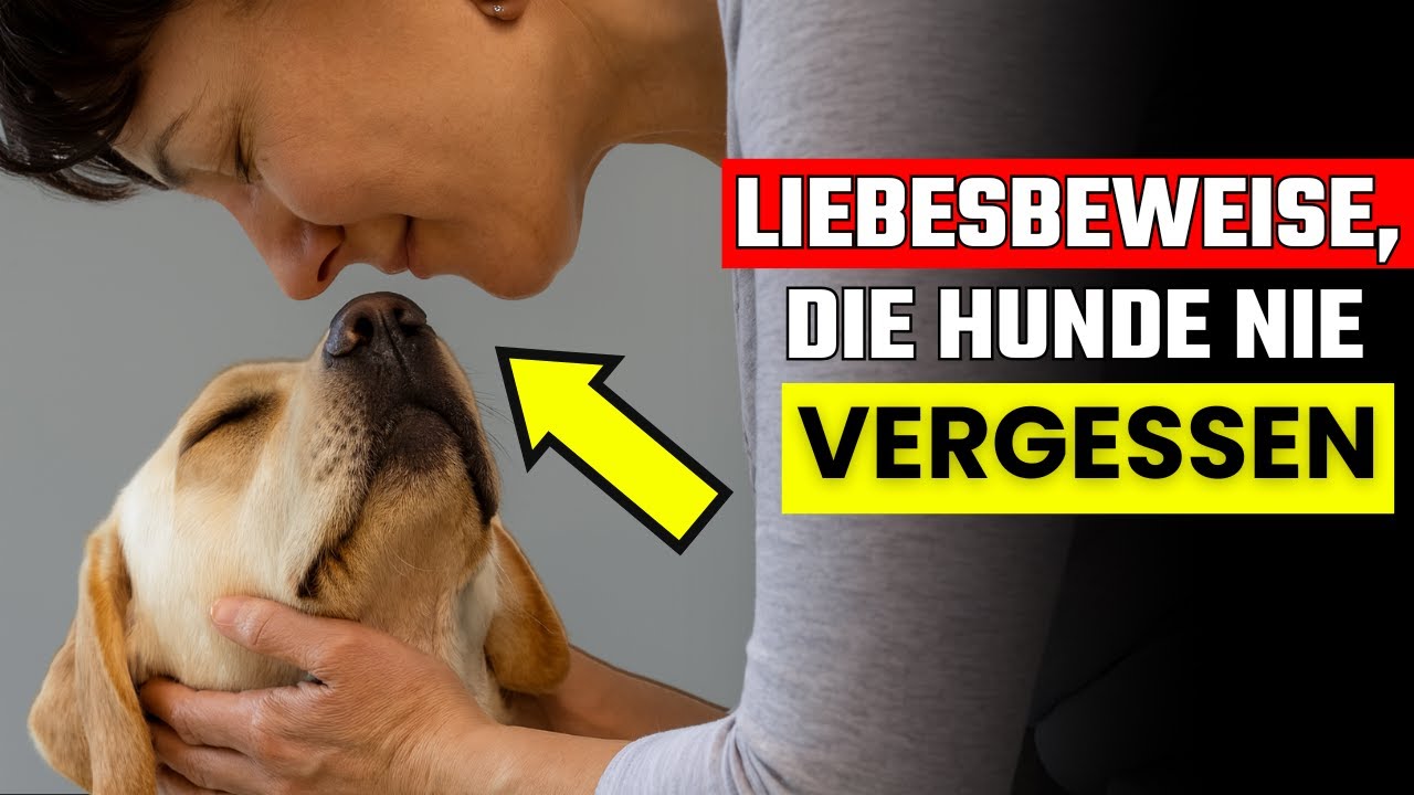Die 7 Liebesbeweise, die sich dein Hund von dir wünscht