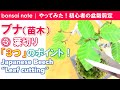 【苗木から作る】ブナ盆栽③葉切り3つのポイント｜Japanese Beech “Leaf cutting”／bonsai