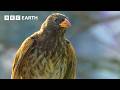 Wildlife Wonders with David Attenborough 🌍