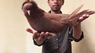 Black saxon field  pigeon jacobin pigeon lce pigeons. fancy pigeon fancy kabootar