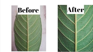 How to edit a leaf in Adobe Lightroom. screenshot 3