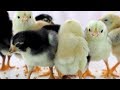 Cute  baby chickens  funny baby chicks
