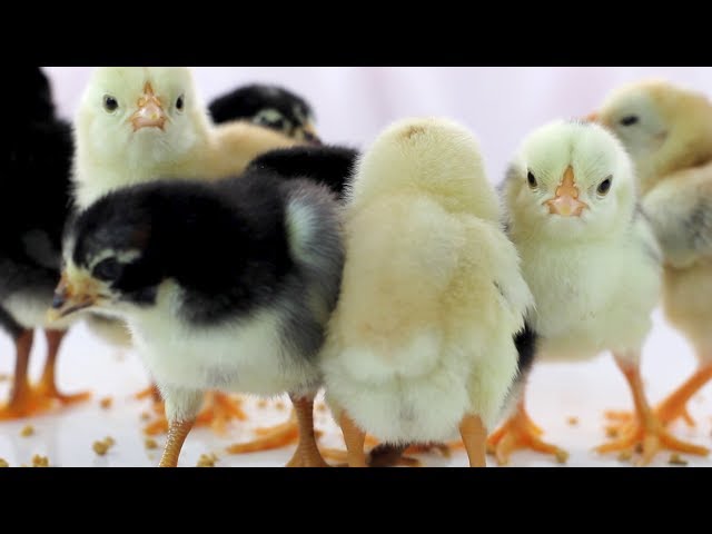 Cute  Baby Chickens - Funny Baby chicks class=
