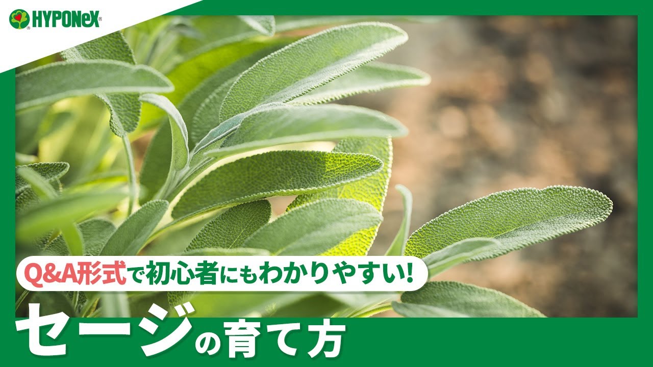 ☘249:【Q&A】セージの育て方|健康に育てるコツや収穫方法は?水やりや肥料など、日々の管理もご紹介 - YouTube