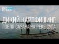 Дикий карпфишинг: ловля сазана на реке Сула. Видео 4К