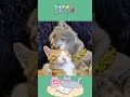 They like each other 它们彼此喜欢着对方 #cat #pet