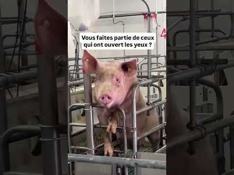 Ouvrons les yeux sur leur détresse