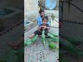 Cute Baby Parrot Eliza Is Feeding Good Parrots Cute Baby Parrot Eliza Is Feeding Good Parrots