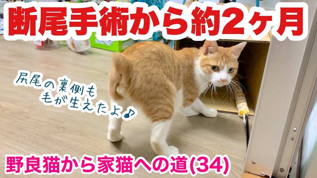 断尾手術から約2ヶ月 第一関節だけの尻尾の今 保護から58日目 野良猫から家猫への道 Youtube