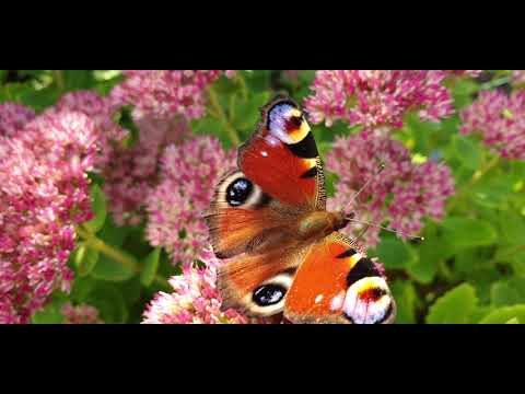 Wideo: Pawie oko motyl - trzepoczące piękno