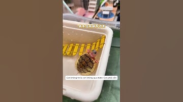 Rùa Con Quyết Tâm Trèo Xuống Với Mẹ Và Cái Kết Khiến Ai Cũng Cười Xỉu 🐢❤️😂