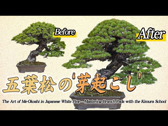 Replanting a Japanese white pine that was dug up after 10 years