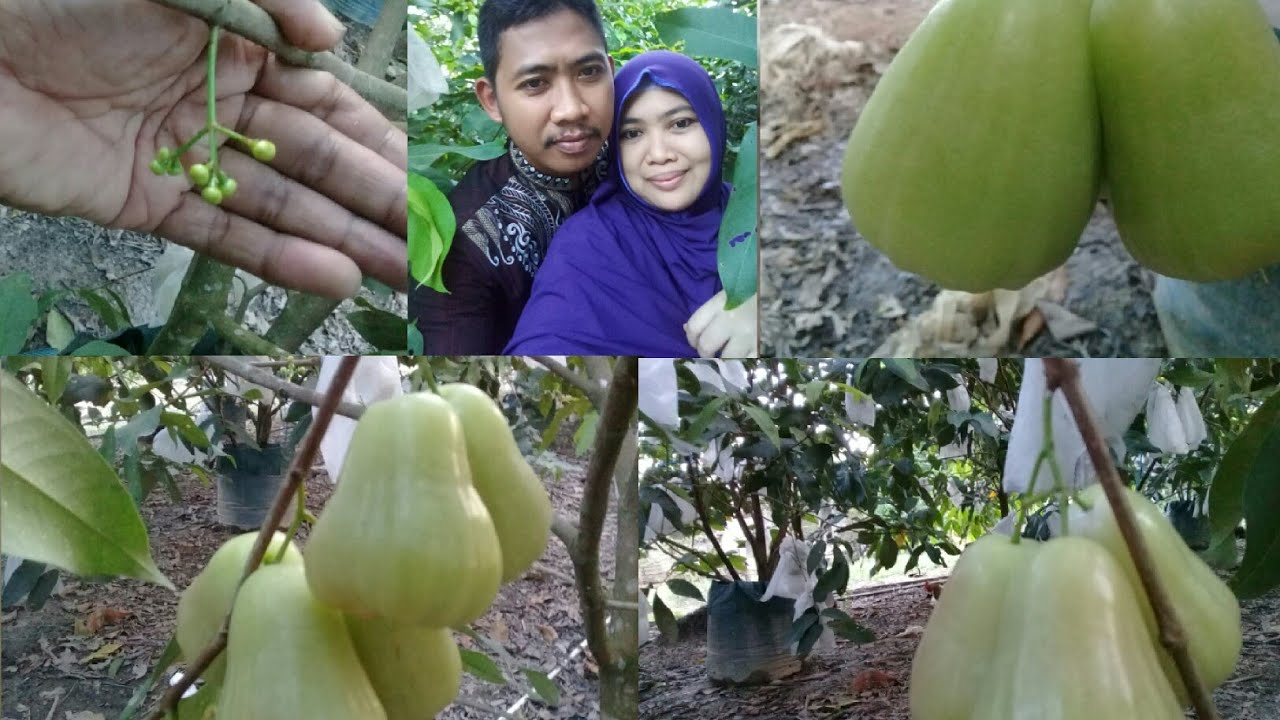 BAGAIMANA CARA DAN TEKNIKNYA AGAR RASA BUAH JAMBU AIR BISA MANIS
