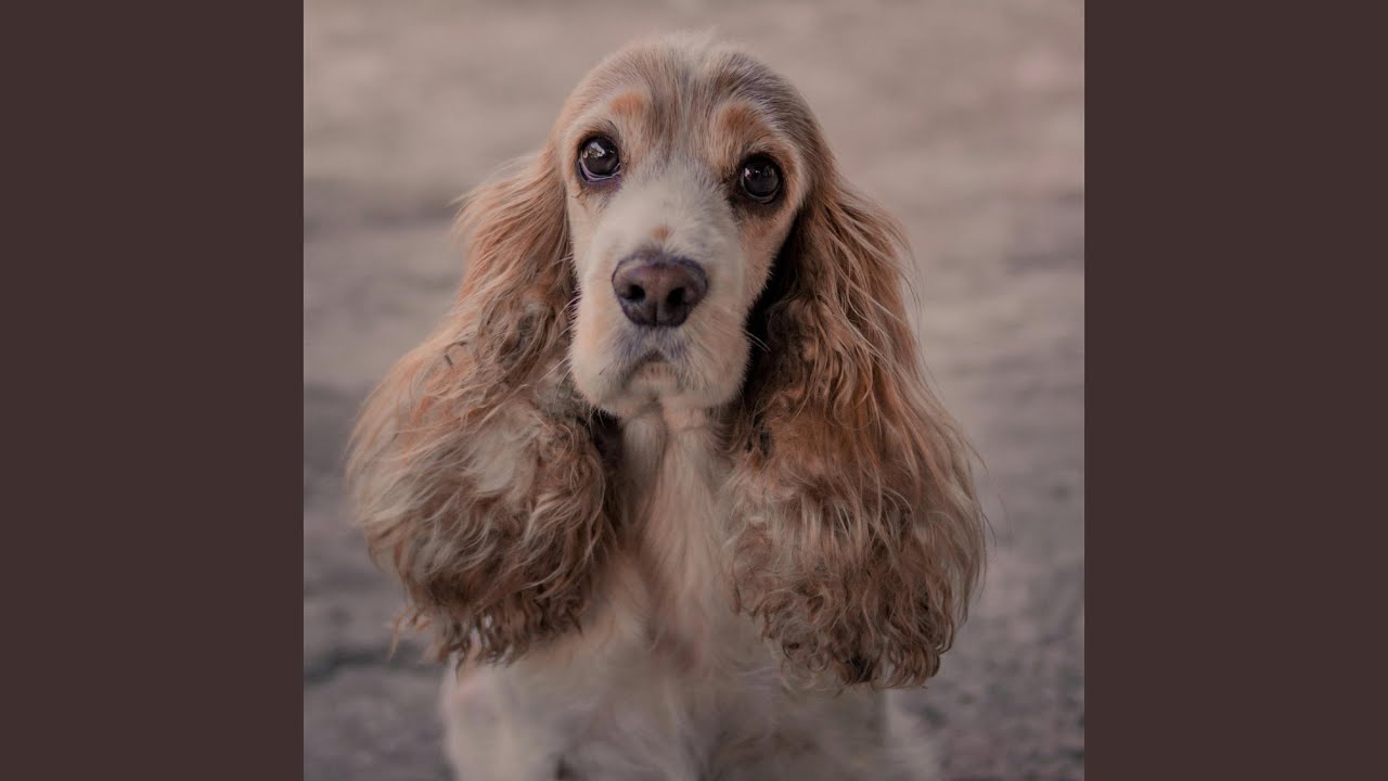 Tim I Can't Believe You Pooped Your Pants Again