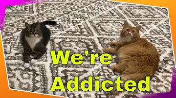 Cat Reaction To Catnip Toy Part3 | Puttush & Fiona
