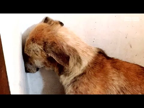 Vídeo: Na Argentina, Um Cachorro Fica Olhando Por Horas Para Uma Parede Azul Vazia Por Vários Dias E Balança O Rabo - Visão Alternativa