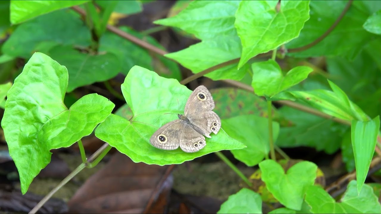 Philippines - Same, Same But Different