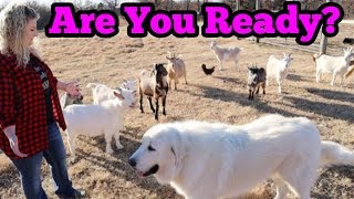 What I Wish I'd Known Before Starting A Goat Farm