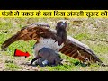 देखिए बाज ने क्या हाल किया जंगली सुअर का Top eagle attacks