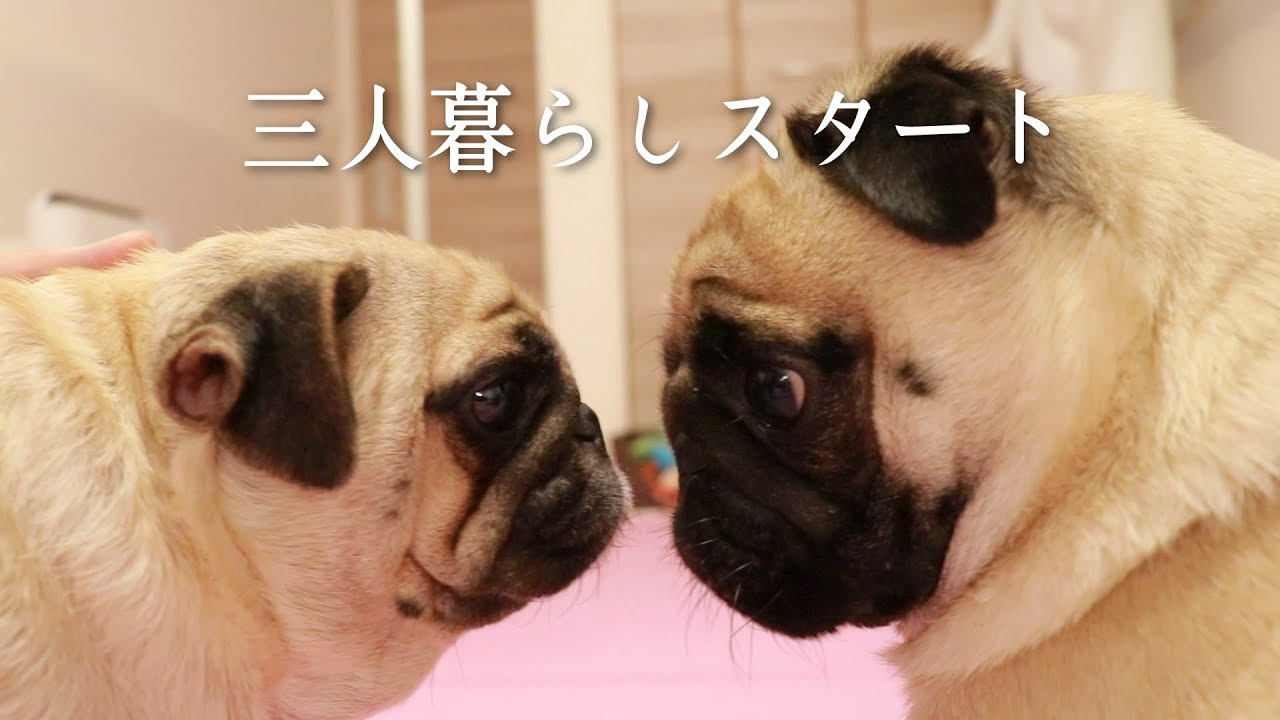 お迎え 繁殖引退犬のお母さんと急に一緒に暮らすことになったパグの反応がこちら Youtube お迎え 繁殖引退犬のお母さんと急に一緒に暮らすことになったパグの反応がこちら Youtube