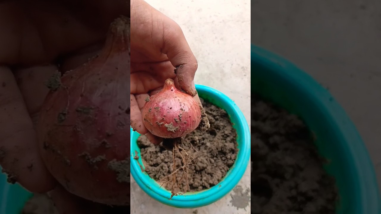onion growing unique technique with aloebera 