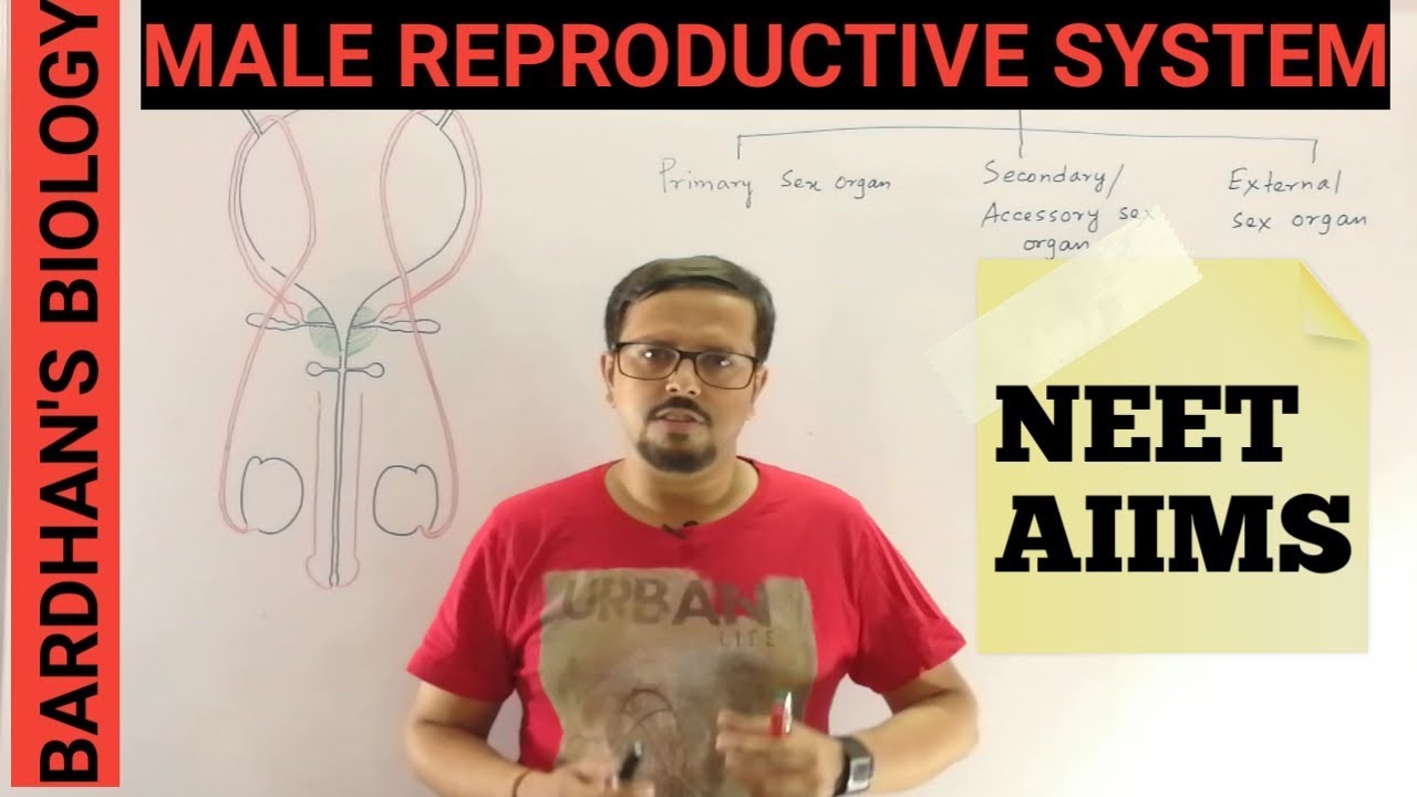 MALE REPRODUCTIVE SYSTEM (HUMAN REPRODUCTION)