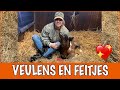 Wat je moet weten over een veulen (met Pien van PPTV) | DierenpraatTV