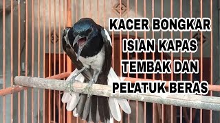 🔴Kacer bongkar isian kapas tembak dan platuk beras, cocok buat pancingan Kacer lain..