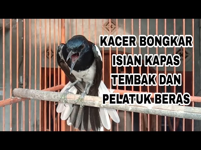 🔴Kacer bongkar isian kapas tembak dan platuk beras, cocok buat pancingan Kacer lain.. class=