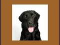 South Paws Doggie Day Care South Paws Doggie Day Care