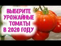 Выберите высокоурожайные томаты в 2020 г. Высокорослые урожайные томаты в теплицах - залог урожая
