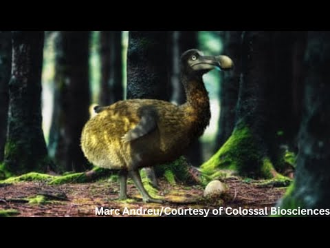 Video: Wanneer het die dodo-voël uitgesterf?