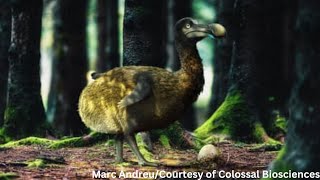 A Billion-Dollar Biotech Company Plans To Bring The Dodo Back To Life