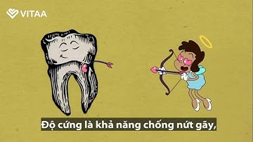 Cấu tạo và quá trình hình thành răng  | Vitaa - Smart Health Care Official